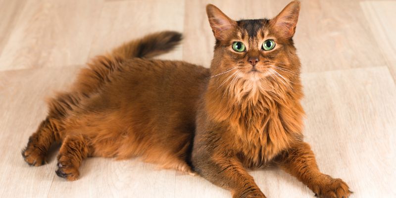 Il gatto somalo è l’ideale per chi sta tanto tempo a casa