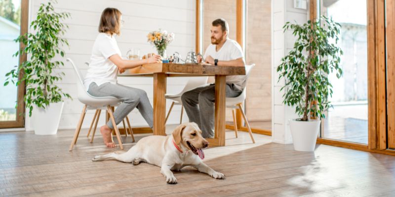 Pericoli domestici, a cosa stare attenti per la sicurezza degli animali