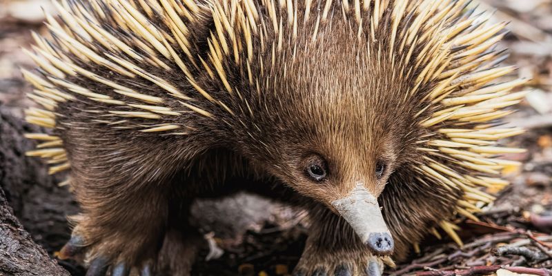 Trovato in vita un animale creduto estinto
