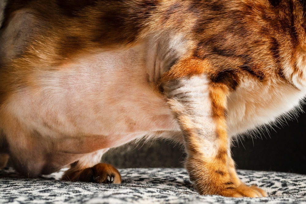 I gatti possono soffrire di alopecia