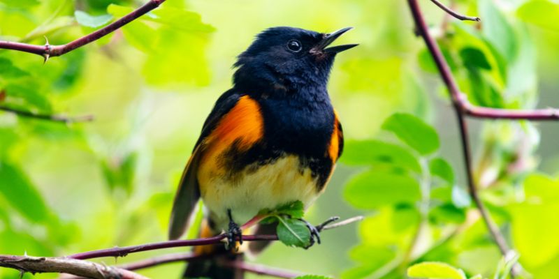 Anche gli uccelli devono esercitarsi per cantare bene