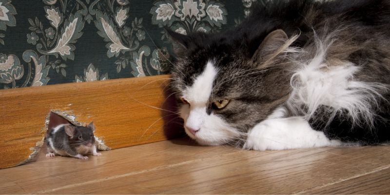 Anche i gatti domestici vanno a caccia di prede