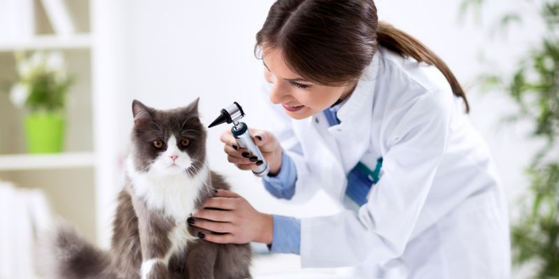 Attenzione all’ipotermia può colpire gravemente i nostri pet
