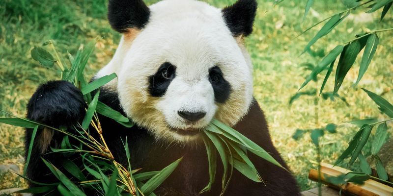 La deforestazione è un pericolo per la sopravvivenza dei panda