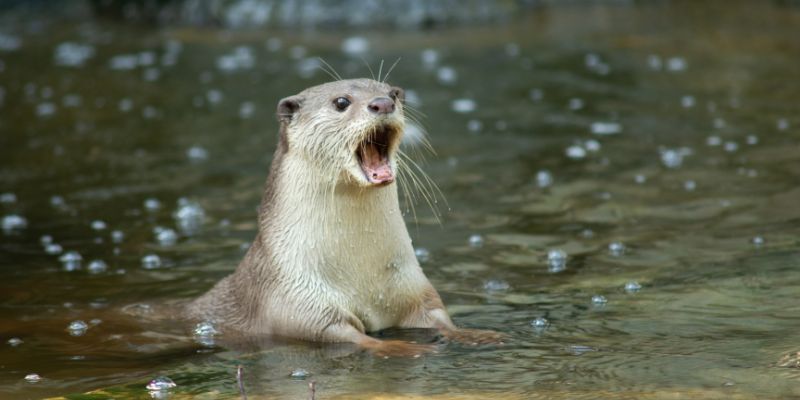 La lontra non è più minacciata dai cacciatori ma c’è un altro pericolo