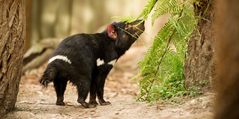 La lunghezza dei musi degli animali dipende dalla dieta