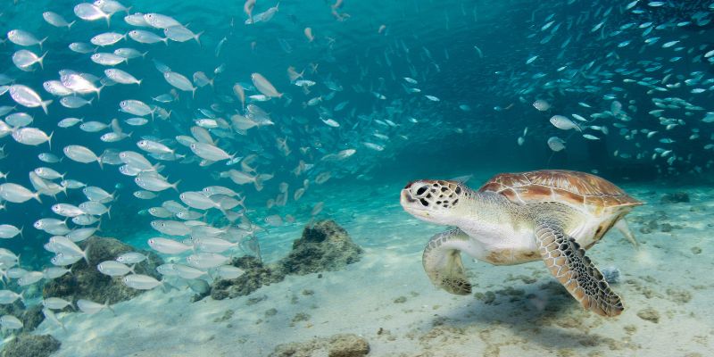 La pesca è il nuovo nemico della tartaruga marina