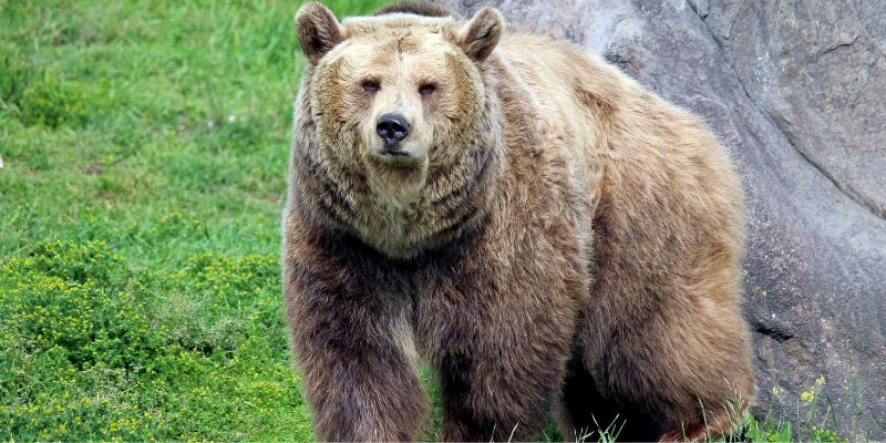 Niente letargo per gli orsi bruni della Siberia fa caldo