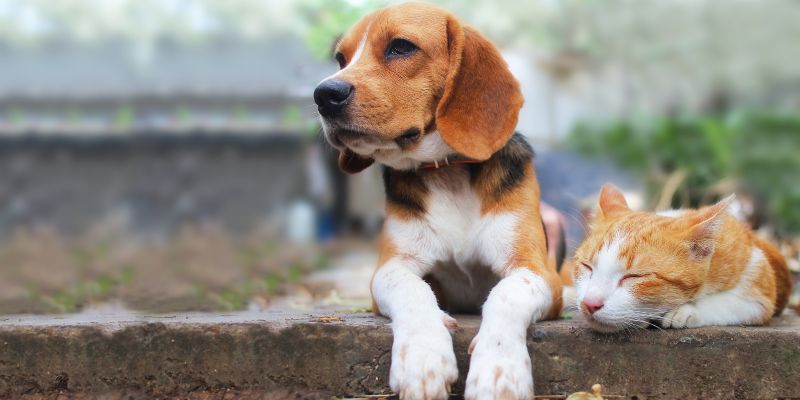 Nuove regole per tutelare cani e gatti dal commercio illegale