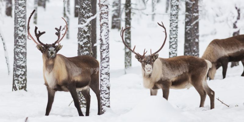 Rischio spopolamento per le renne selvatiche in Norvegia