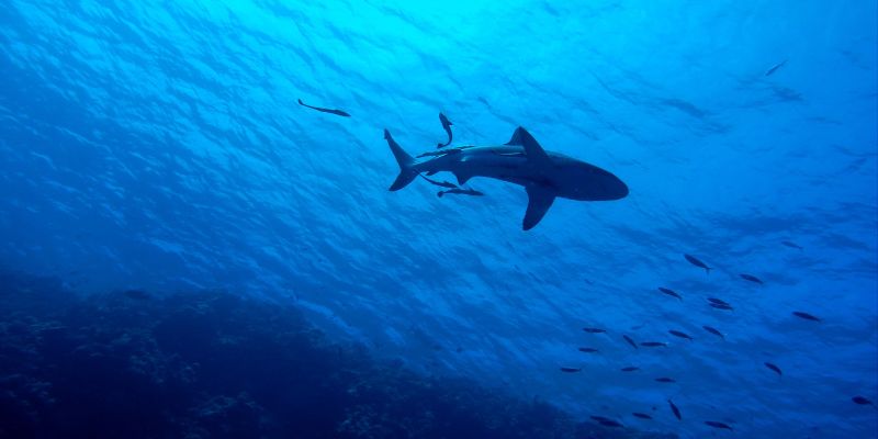 Allarme squali, 80 milioni all'anno uccisi da pesca appello WWF