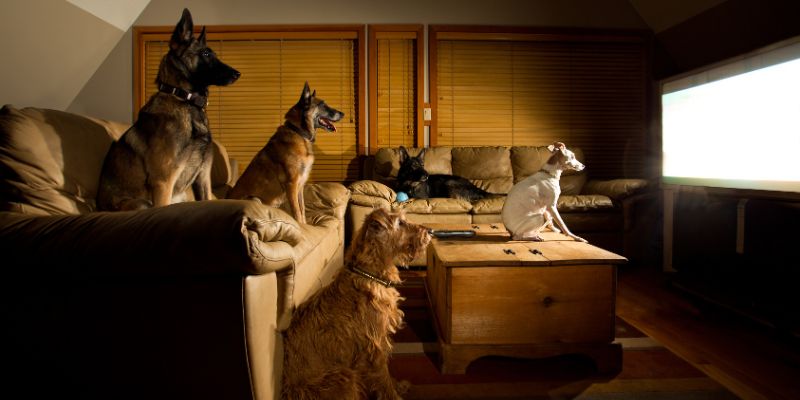 Anche ai cani piace la TV, Labrador tra gli spettatori più avidi