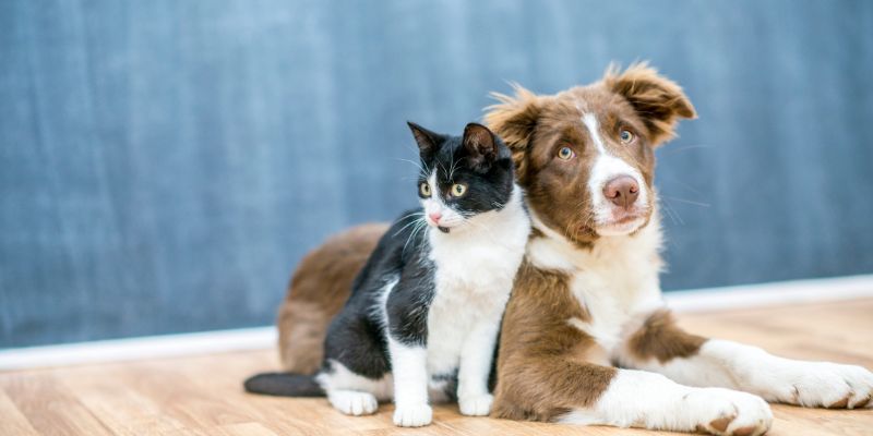 Animali da compagnia, business da 3,5 miliardi di euro