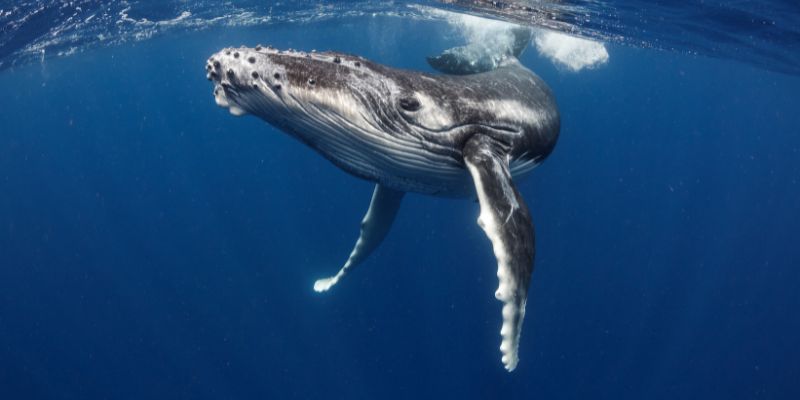 Balena e uomo, una relazione complicata dal 900 a.C.