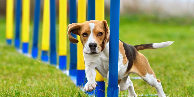 Cane in attività fisica anche d’inverno i nostri consigli