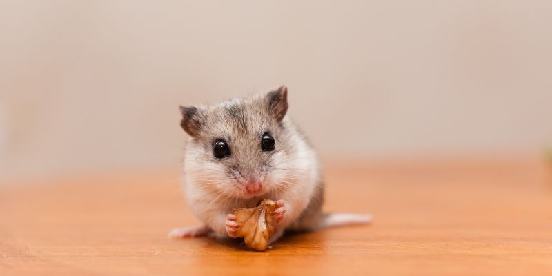 Criceti domestici, tutto quello che c'è da sapere