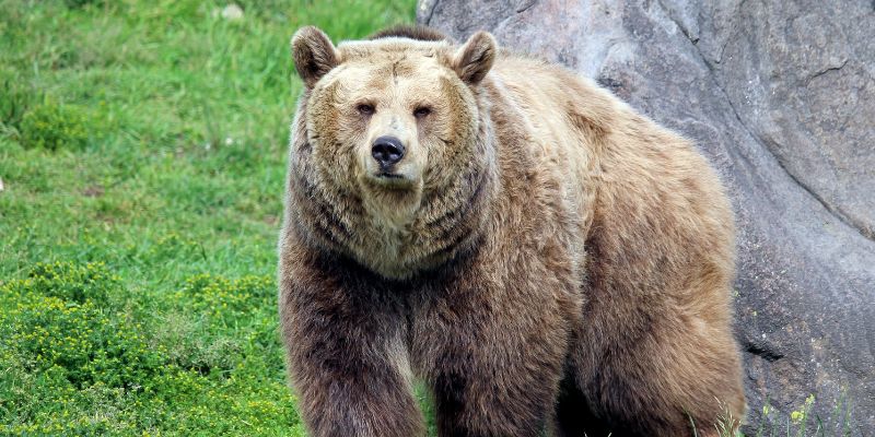 Ddl abbattimento orsi in Trentino, Brambilla Il Governo lo blocchi