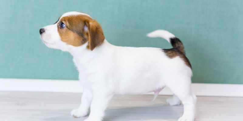 Ecco perché il cane scodinzola al ritorno del suo padrone