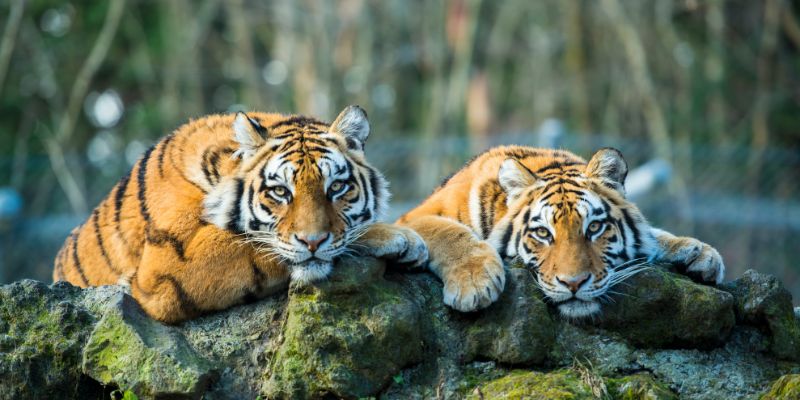 Ecosistema, buone notizie dal Wwf per tigri, koala e cervi italici
