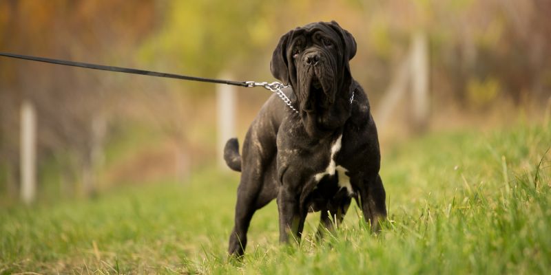 Grosso ma buono le caratteristiche del Mastino Napoletano