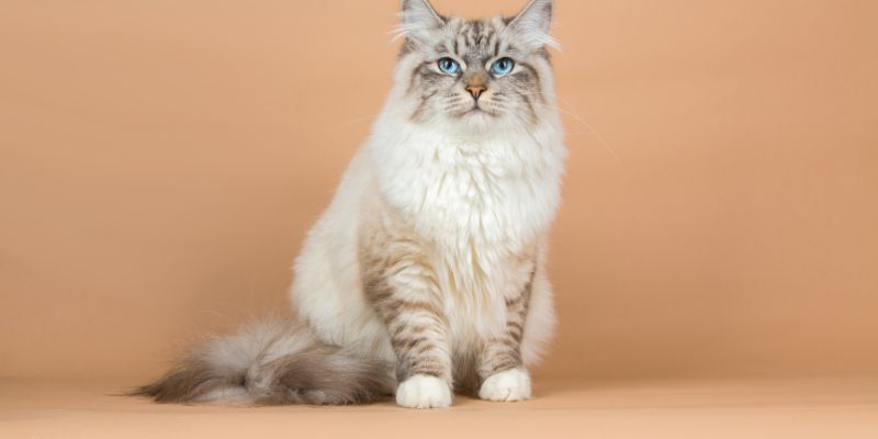 Il gatto siberiano è diventato simbolo nazionale