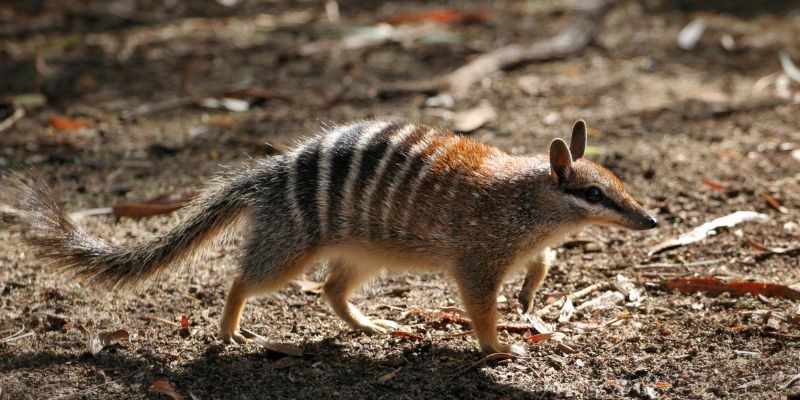 Il numbat australiano è a rischio estinzione