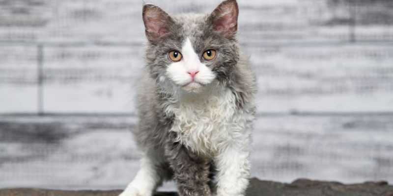 Il pelo folto e riccioluto del “Gatto Pecora”
