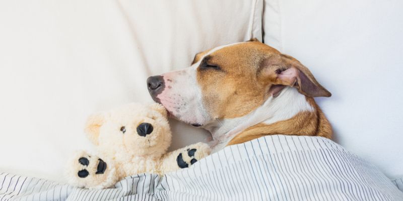Il sonno è indispensabile per gli animali domestici