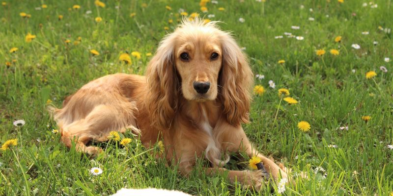 La storia ‘millenaria’ del Cocker Spaniel