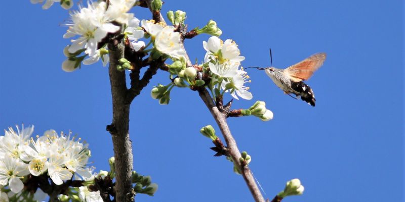 Le sfingi colibrì estraggono il nettare grazie alla proboscide