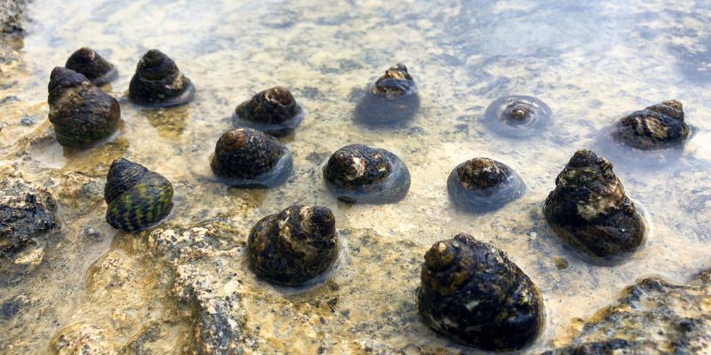 Lumaca di mare il passaggio da riproduzione ovipara a vivipara