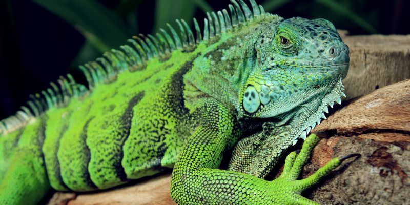Scoperta in Cina una nuova specie di iguana