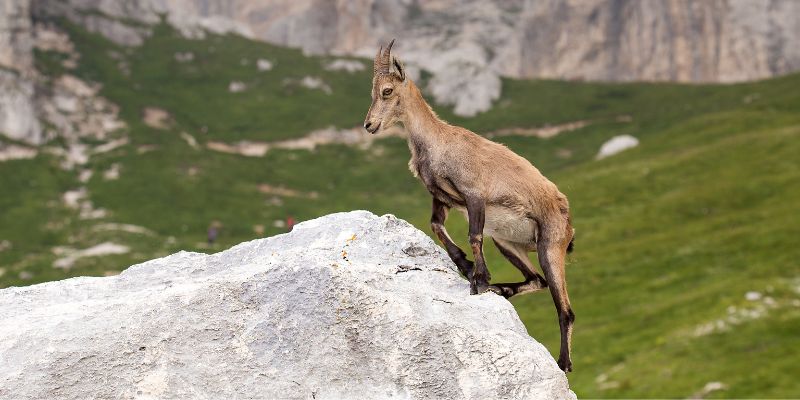 Stambecchi attivi di notte, la colpa è del riscaldamento globale