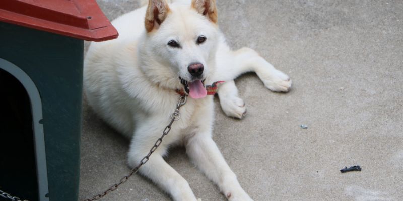 Stop al consumo di carne di cane in Corea