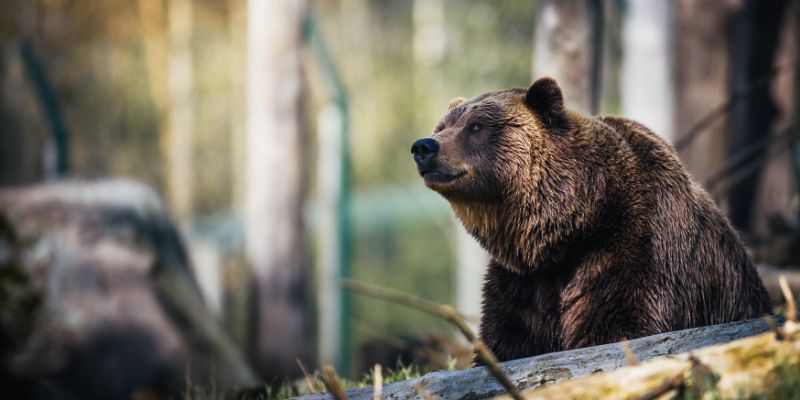 Trento, passa in Giunta il ddl sull'abbattimento degli orsi