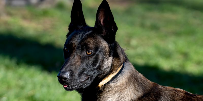 Uno studio svela quali sono le razze di cani più intelligenti