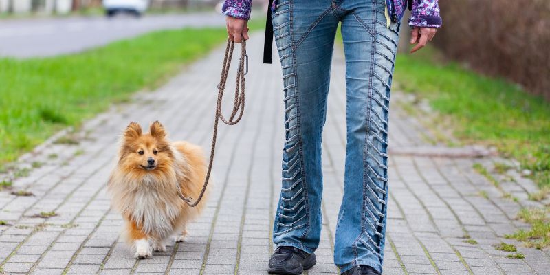 Uscire con Fido quante volte portare fuori il cane durante il giorno