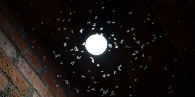 Vertigini, gli effetti della luce artificiale sugli insetti