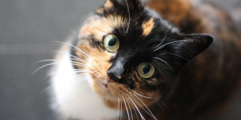 Anche i gatti possono avere la febbre occhio ai sintomi