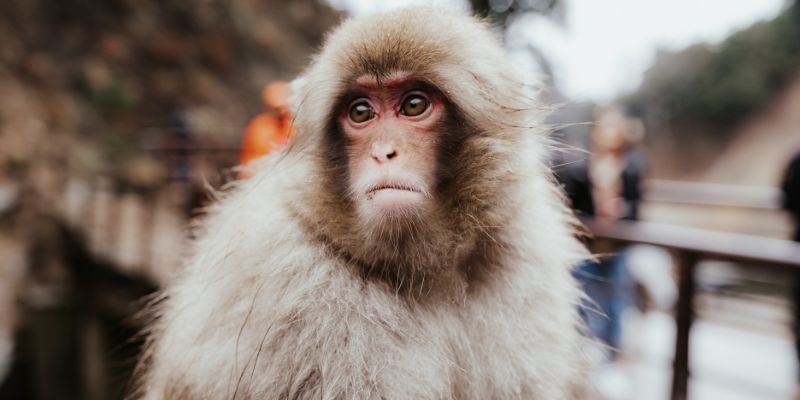 Avventura a lieto fine per la Scimmia delle nevi fuggita dallo zoo