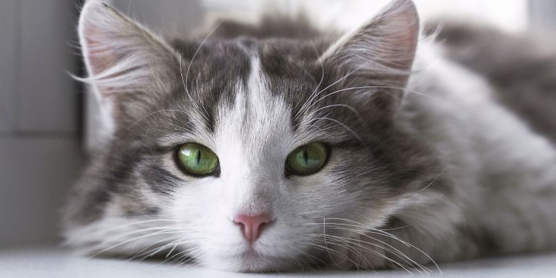 Gatti anziani, i nostri amici alle prese con gli acciacchi dell'età