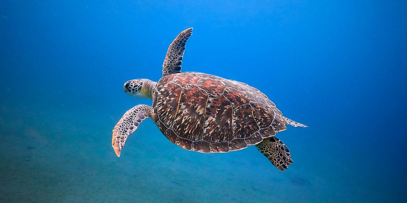 L’Ue ammonisce l’Italia “Non tutela delfini e tartarughe marine”