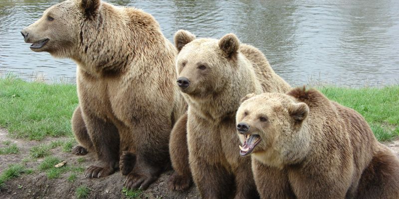 Orso M90, gli animalisti insorgono per l'abbattimento