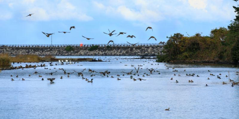 Specie migratorie in pericolo 1 su 5 rischia l’estinzione