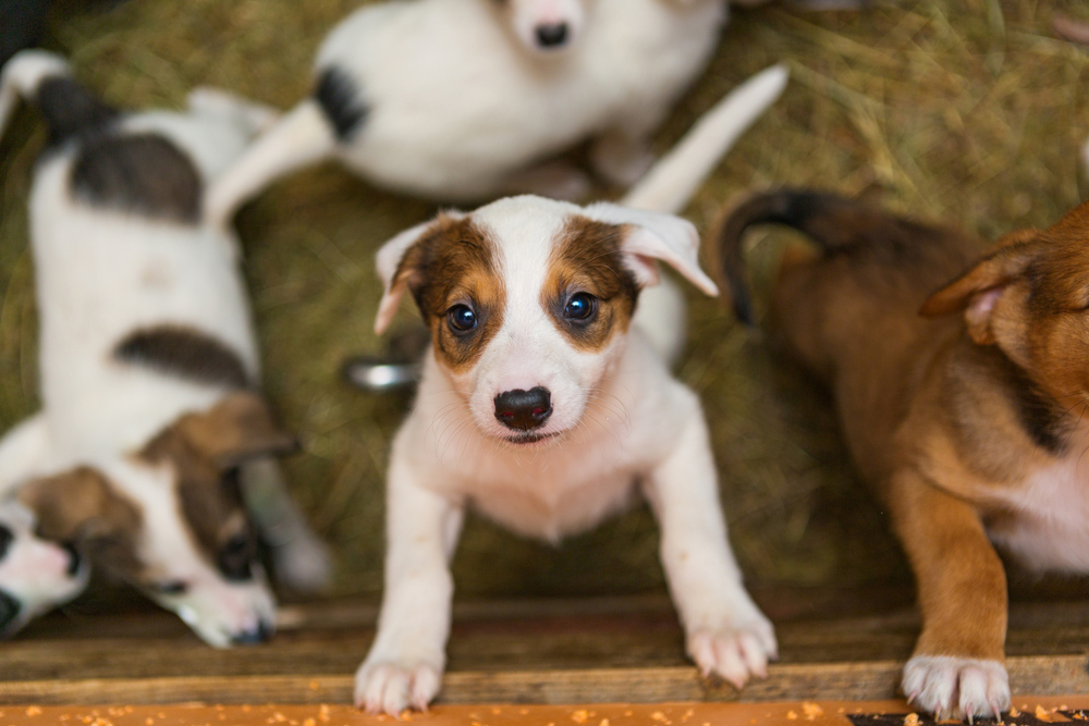 Adottare un cane è una grande responsabilità: gli errori da non fare