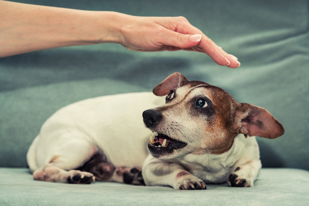Anche i cani possono avere paure e fobie: come possiamo aiutarli