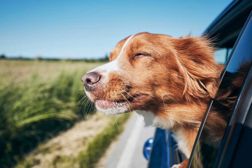 Viaggiare in auto con i nostri animali: tutte le precauzioni