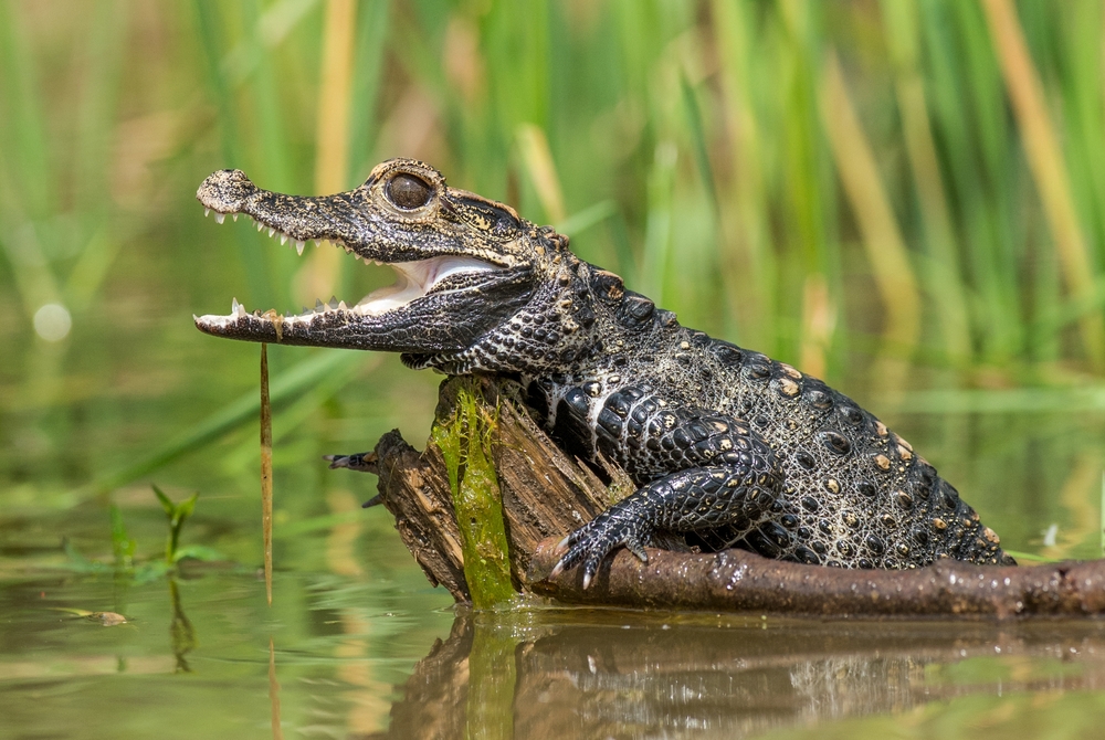 Il coccodrillo come fa? Gli scienziati ora lo sanno
