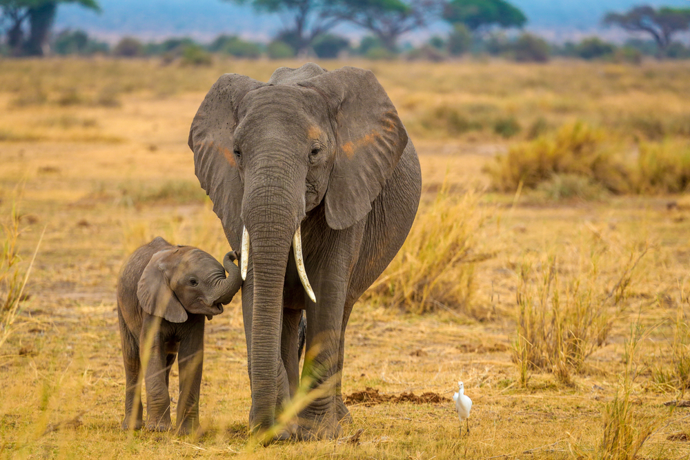 Gli elefanti africani rischiano l’estinzione: hanno bisogno di aree più vaste