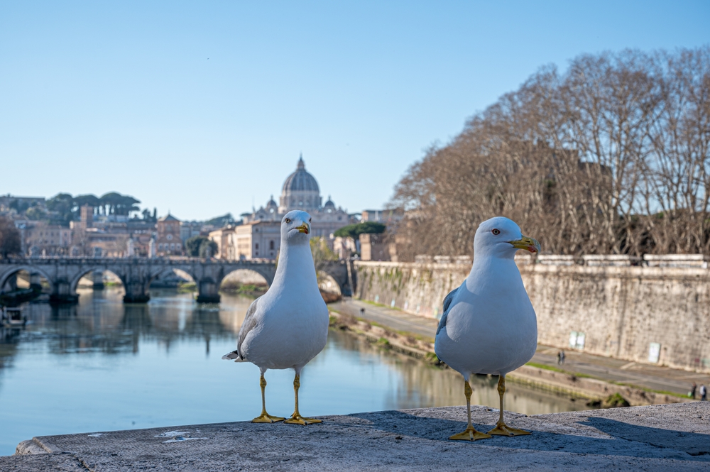 A Roma ci sono tantissimi gabbiani